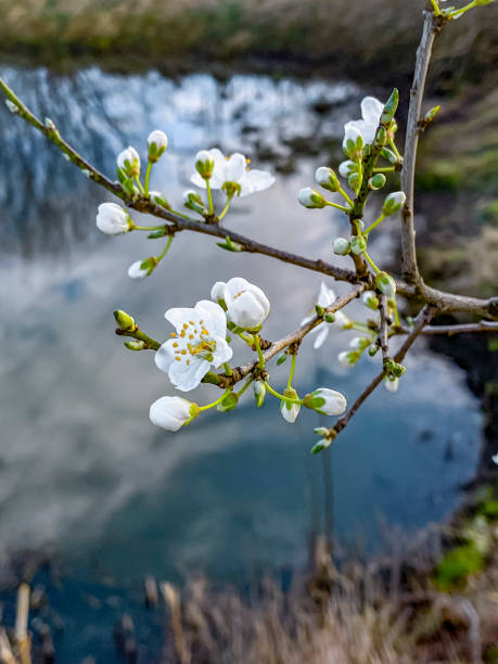 istock cherry blossom in spring with water in background. shallow depth of field 2074067032