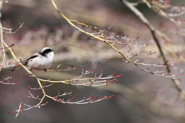 istock Long-tailed tit on a branch of tree. 2074068082