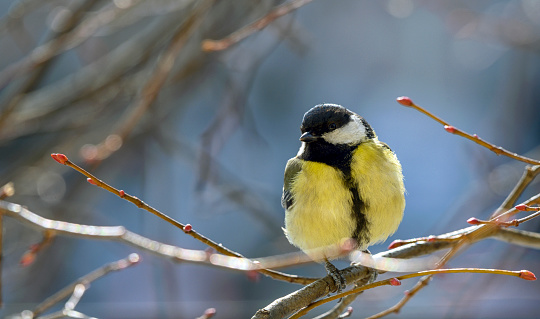 A small bird sits on a branch,blue tit