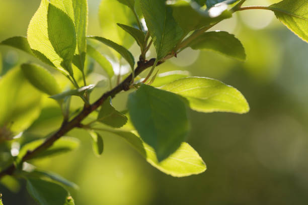 green cherry leaves on a summer day, shallow focus
