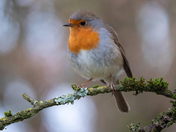 istock Close-up of a robin on a lichen-covered branch 2074083978