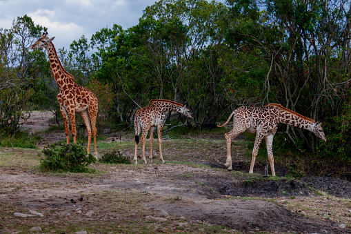 Close-up of reticulated giraffe feeding by bushes