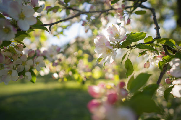 istock closeup blossoming apple tree with pink flowers in a garden 2074102231