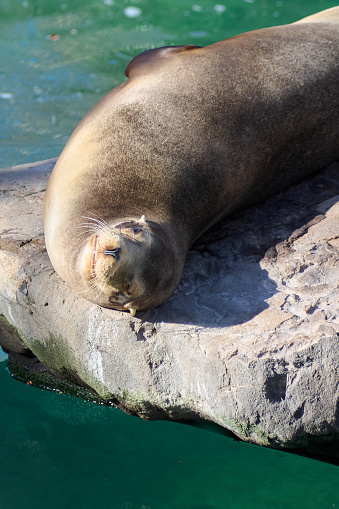 Seal relaxing on a rock by the water, enjoying the sun.