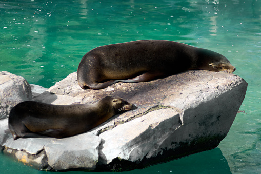 Seal relaxing on a rock by the water, enjoying the sun.