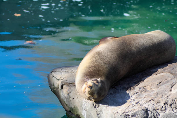 istock Seal sunbathing sleeping relaxed and calm. 2074115656