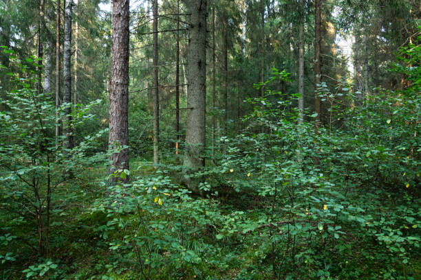 istock A late summer mixed boreal forest with lush undergrowth in rural Estonia 2074120381