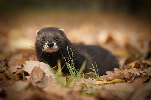 Young dark sable ferret during trip and walk in autumn park