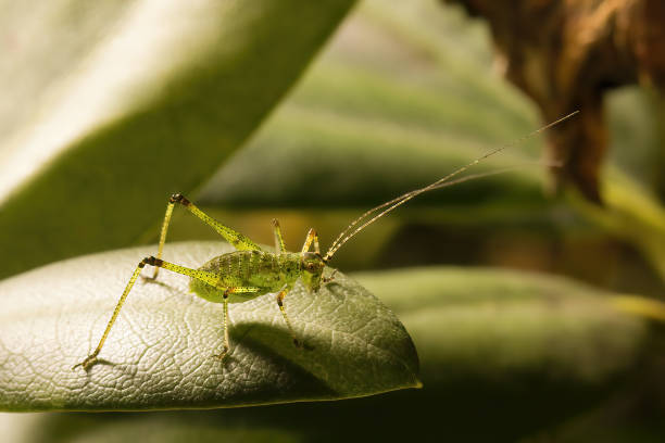 jeune sauterelle tettigonia viridissima dérangée sur une feuille dans le jardin - locust invasion photos et images de collection