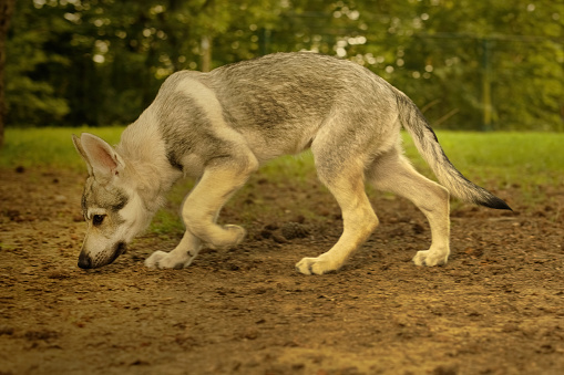 Male puppy of czechoslovak wolfdog enjoying outdoor games