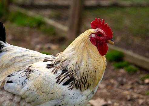 Majestic Brahman chicken with a pea comb & feathered legs struts across a South Asian farmyard.