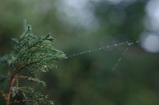 A gossamer with dew drops between the branches