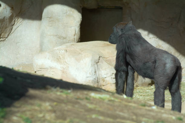 ausgewachsener gorilla in seinem nachgebildeten lebensraum. - ape majestic monkey leadership stock-fotos und bilder