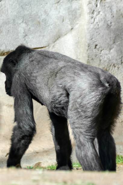 ausgewachsener gorilla in seinem nachgebildeten lebensraum. - ape majestic monkey leadership stock-fotos und bilder