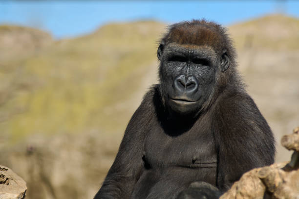 ausgewachsener gorilla in seinem nachgebildeten lebensraum. - ape majestic monkey leadership stock-fotos und bilder