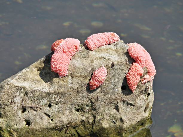 Pink apple snail eggs