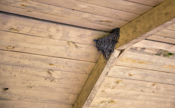 istock Swallow's nest under a wooden roof with a chick. 2074157302