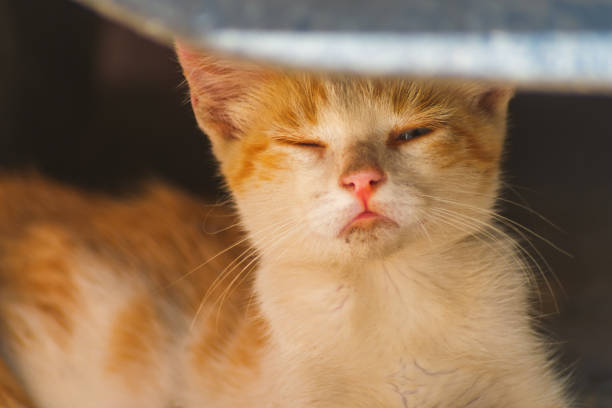A blank for a meme on the topic, the cat frowns with squinting eyes and an angry expression on his face, as if he does not trust the narrator, showing his negative attitude, feels deceived.