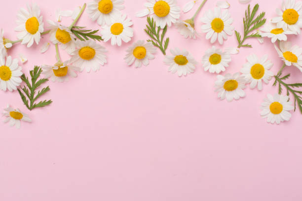 istock Flat lay with chamomile flowers on color background, top view 2074171909