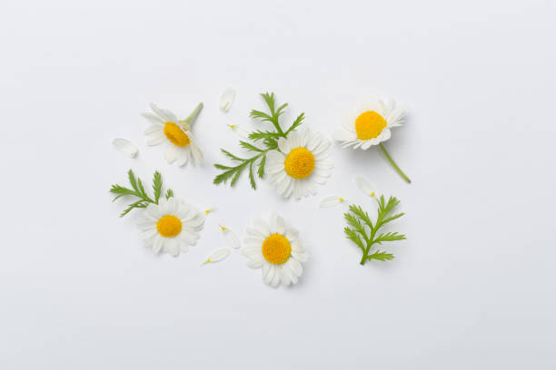 istock Flat lay with chamomile flowers on color background, top view 2074171913