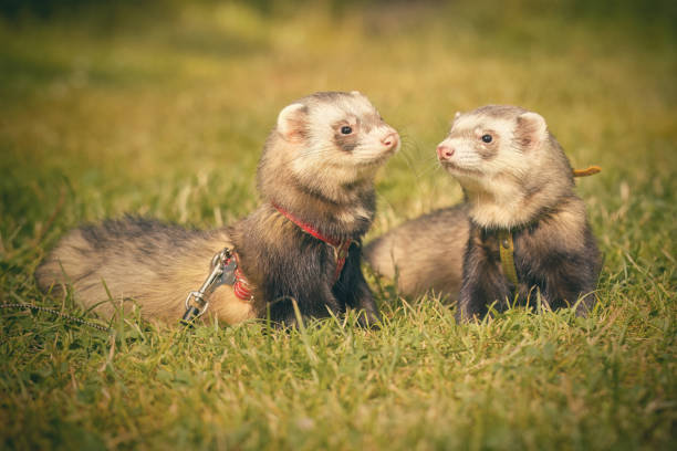 istock Two ferrets walking together on leash in summer green grass 2074174540