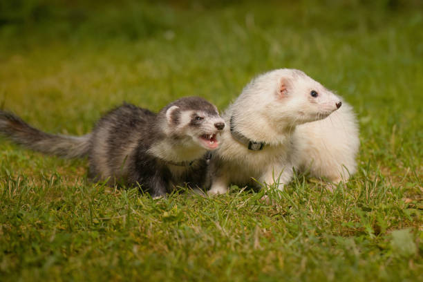 istock Two ferrets walking together on leash in summer green grass 2074175058