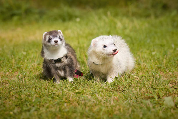 istock Two ferrets walking together on leash in summer green grass 2074175061