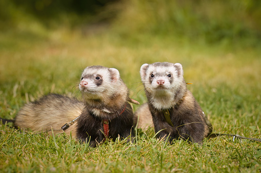 Couple of ferrets enjoying day time walk on grass meadow
