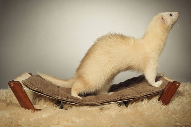 istock Pretty light fur young ferret male laying on back in studio 2074178199