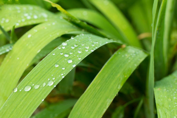 Green leaves with raindrops in garden, closeup view