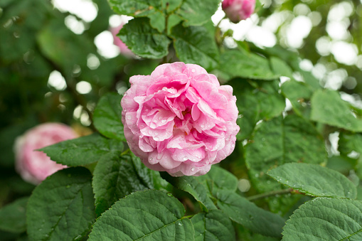 Red roses flower blooming in garden, closeup view