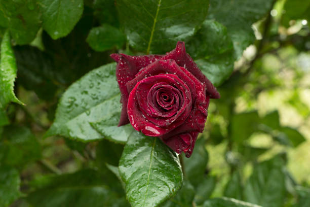 Roses flower blooming in garden, closeup view