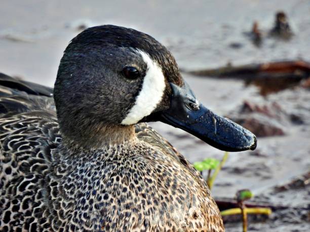 istock Blue-winged Teal Duck (Anas discors) - male 2074196520
