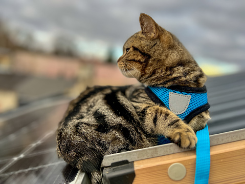 Tabby Scottish straight cat in a blue harness sits on the roof of the house and stares into city.