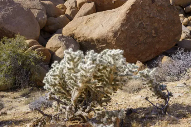 Large silver cholla cactus (Cylindropuntia echinocarpa) at Joshua Tree National Park, California with copy space