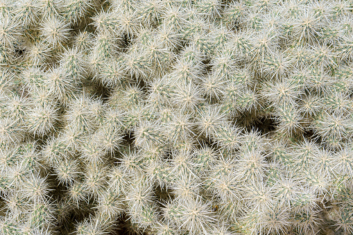 Silver Cholla cactus (Cylindropuntia echinocarpa) pattern and texture background