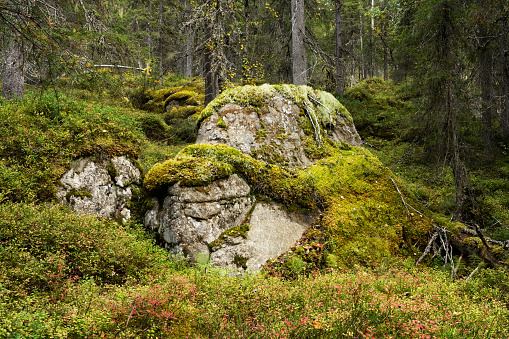 A large boulder covered with moss in an old-growth forest of Närängänvaara near Kuusamo, Northern Finland