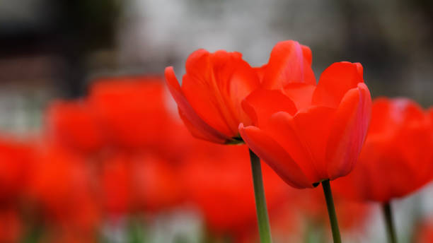 istock closeup of red tulips in full bloom 2074216106