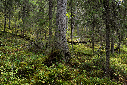 An old-growth forest of Närängänvaara with some deadwood on forest floor near Kuusamo, Northern Finland