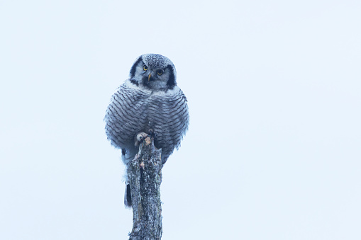 Closeup of a watchful Northern hawk-owl, Surnia ulula perched on an old dead tree near Kuusamo, Northern Finland