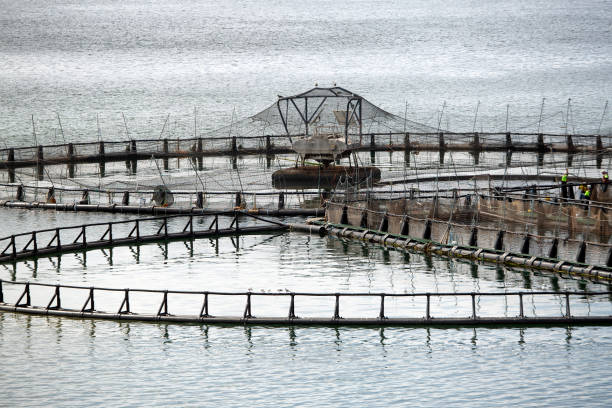 View of salmon fish farming pens in the D'Entrecasteaux Channel, southern Tasmania, Australia