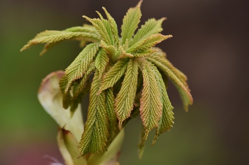 Close up of a horse chestnut tree shoot in Spring with young leaves against a blurred background
