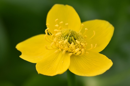 Macro close up of a single bright yellow flower in a water garden against blurred dark green foliage