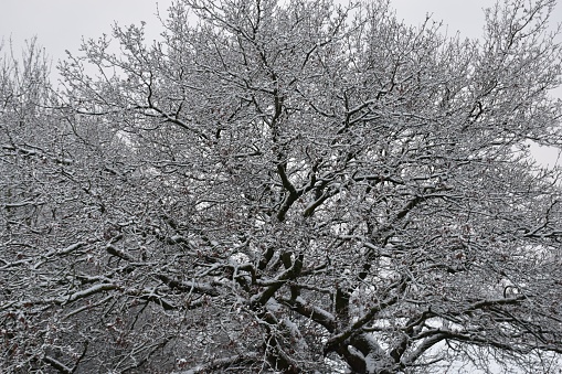 View of a bare Oak tree covered in snow against a white sky in Winter
