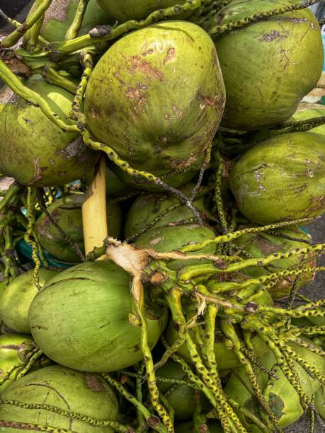 istock Fresh coconuts for sale at street market 2074251239
