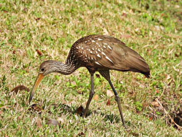 istock Limpkin (Aramus guarauna) -  foraging in the grass 2074256935
