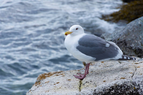 istock Small White and Grey Sea Gull 2074275082