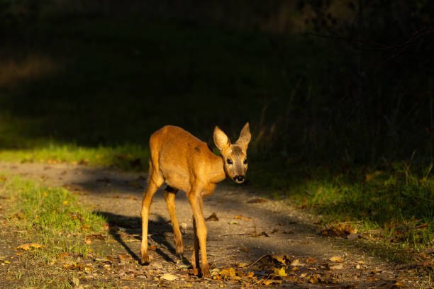 A little young deer in the zoo stock photo