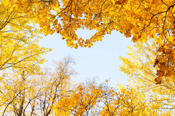 istock A view to a deciduous boreal forest canopy during fall foliage in rural Estonia 2074292131