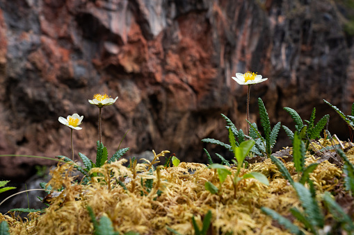 Mountain avens flowering in front of Kiutaköngäs waterfall on a summer day in Oulanka National Park, Northern Finland